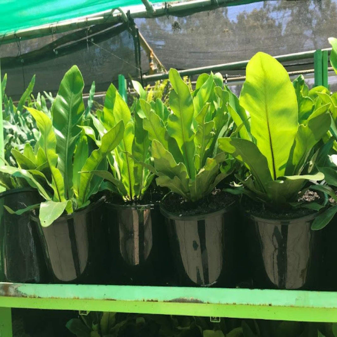 Asplenium australasicum Birds Nest 180 mm