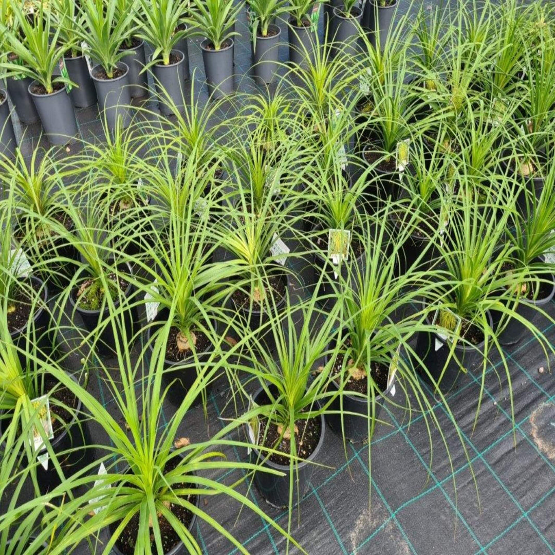 Beaucarnea recurvata Ponytail Palm 300 mm