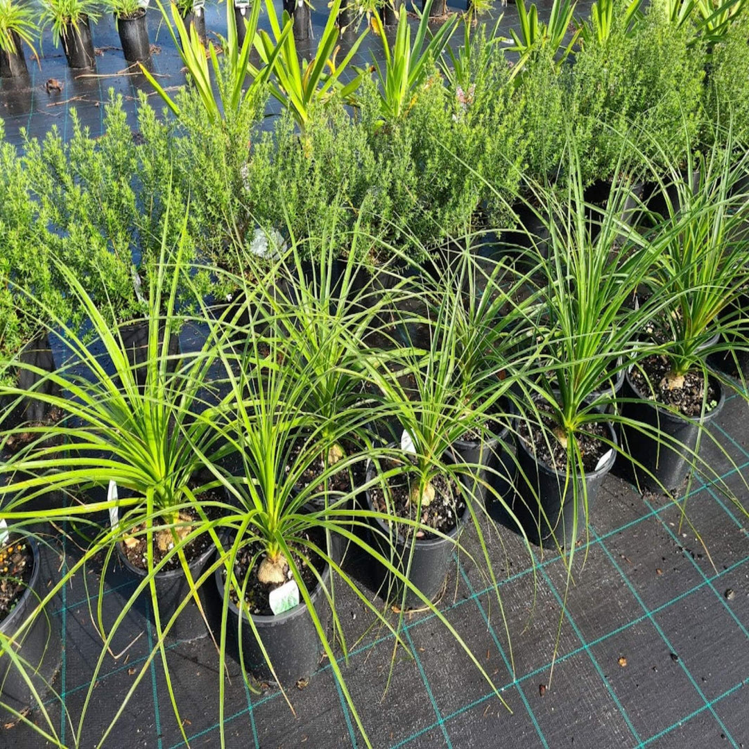 Beaucarnea recurvata Ponytail Palm 200 mm