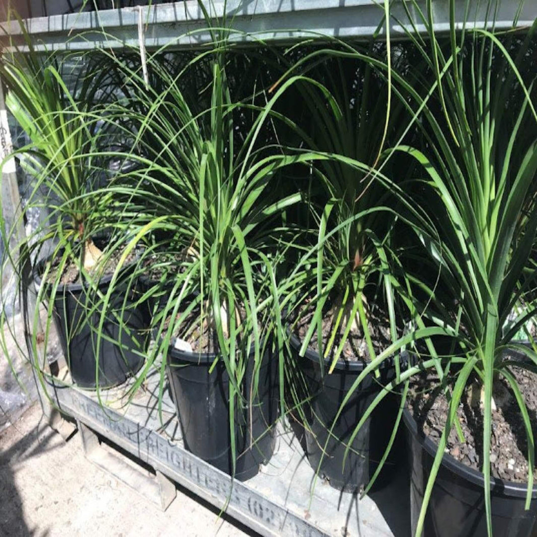 Beaucarnea recurvata Ponytail Palm 300 mm