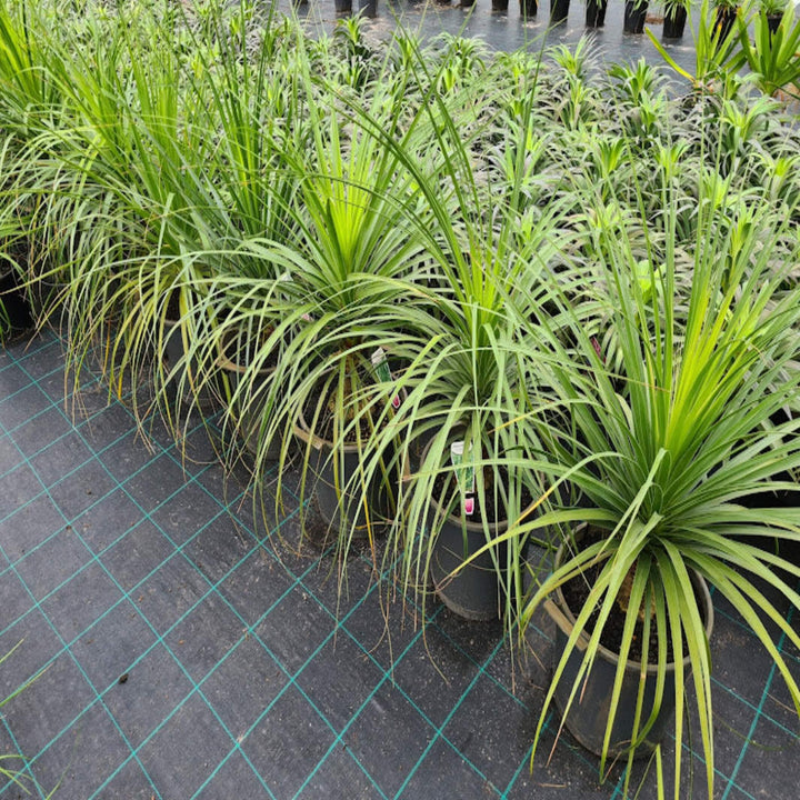 Beaucarnea recurvata Ponytail Palm 300 mm