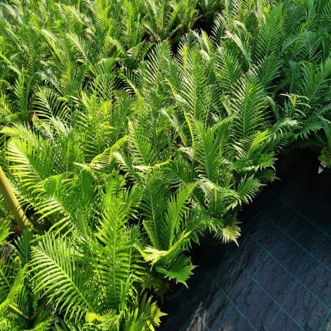 Blechnum Silver Lady Dwarf Tree Fern 250 mm