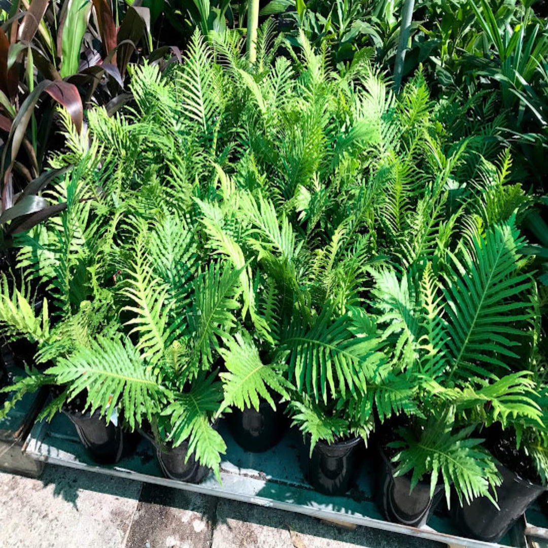 Blechnum Silver Lady Dwarf Tree Fern 250 mm