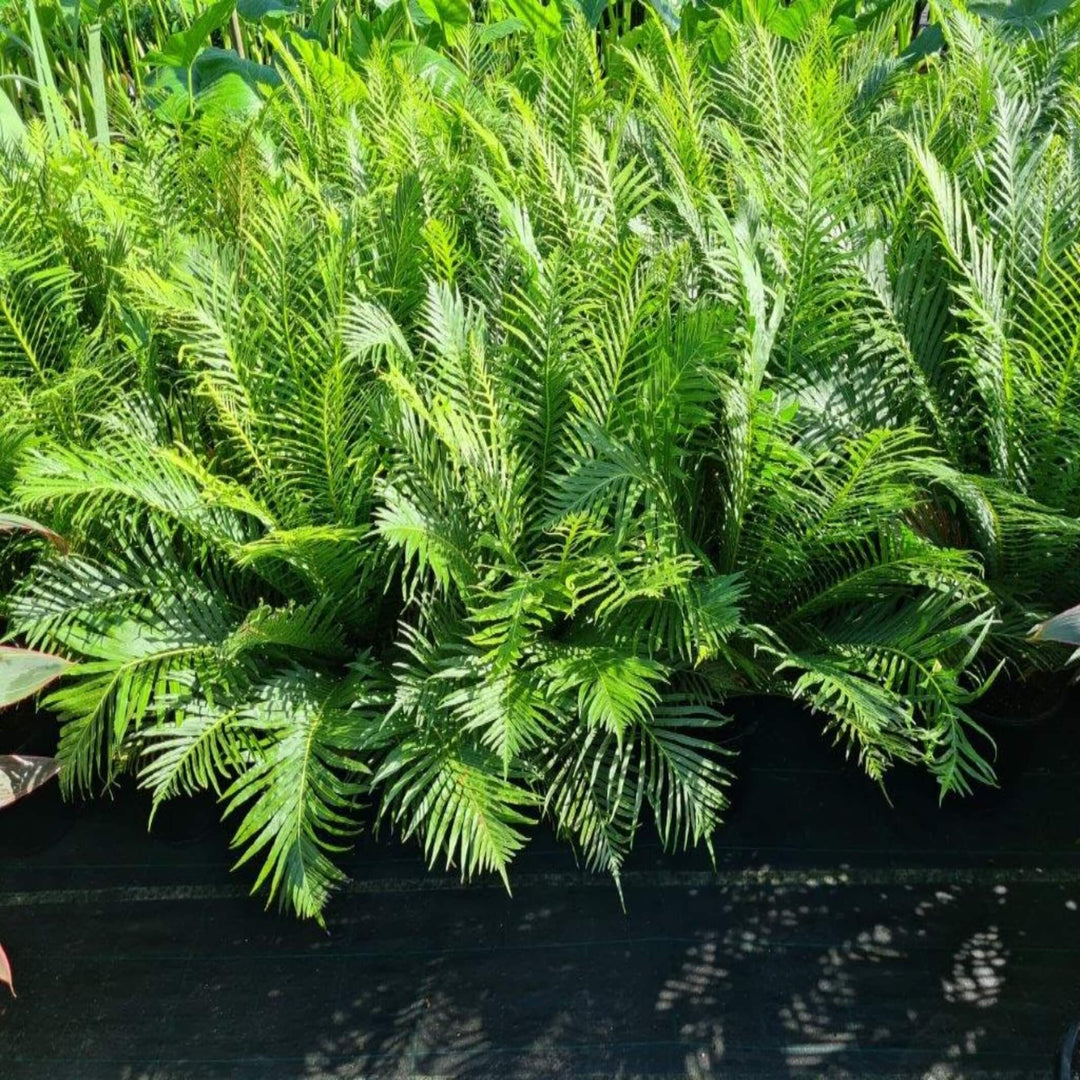 Blechnum Silver Lady Dwarf Tree Fern 250 mm