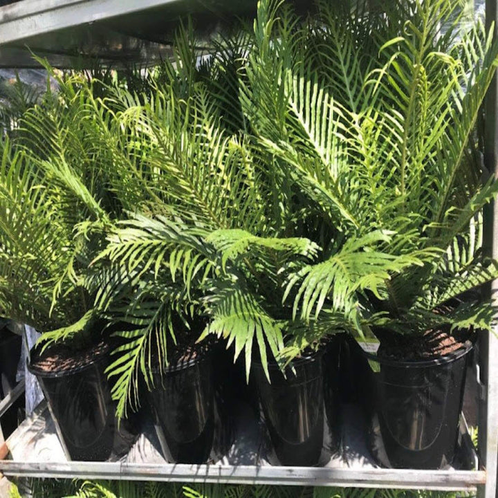 Blechnum Silver Lady Dwarf Tree Fern 250 mm