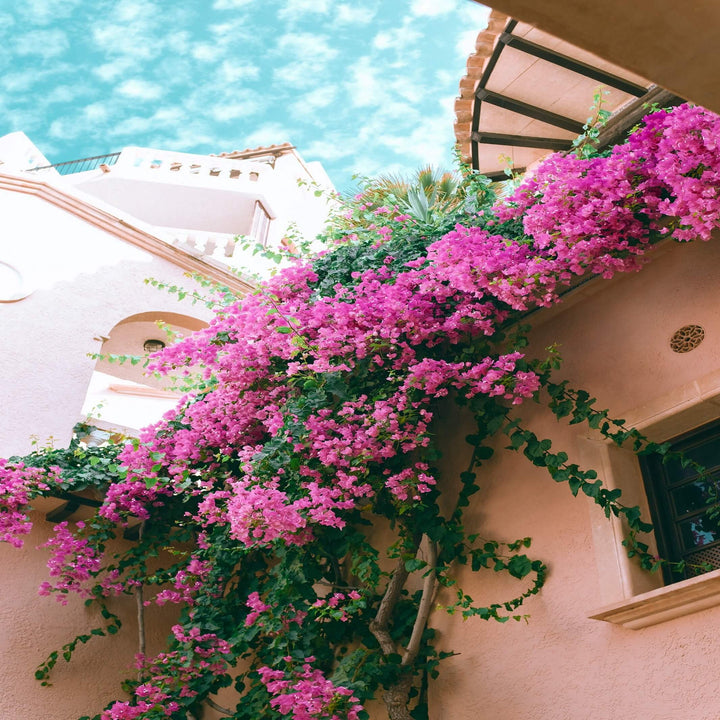 Bougainvillea Mixed 200 mm