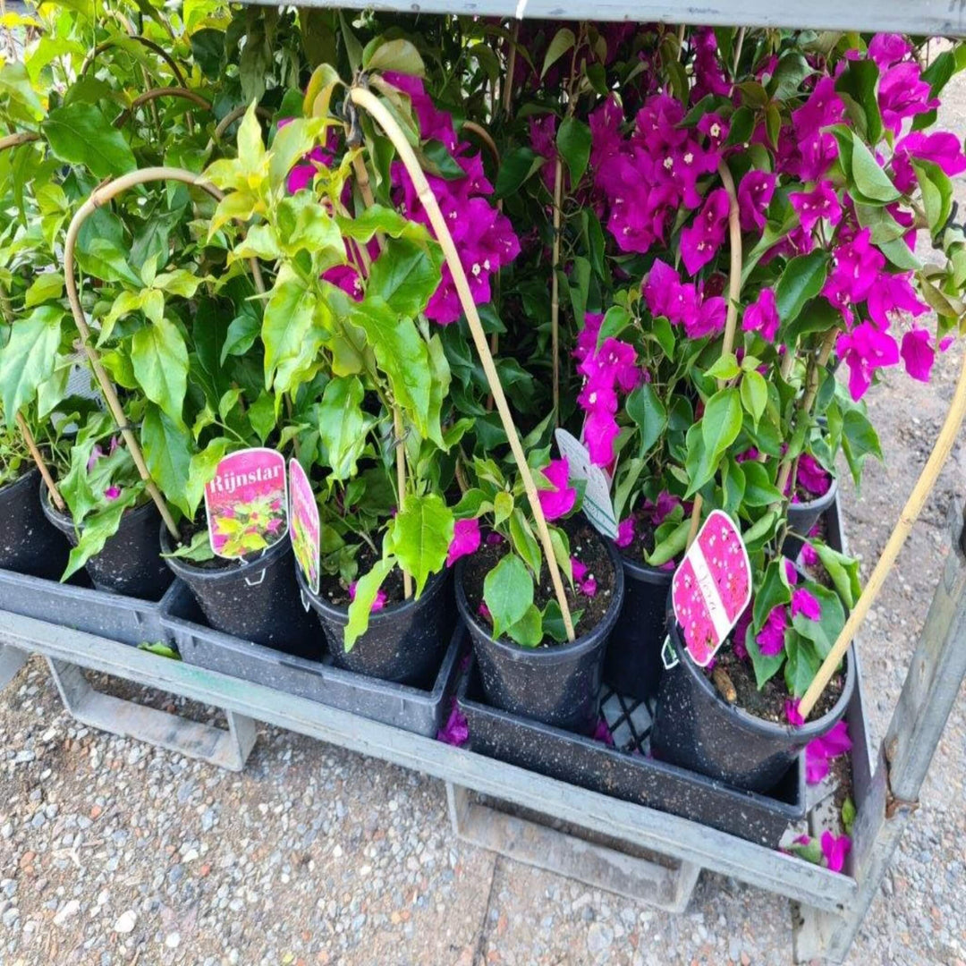 Bougainvillea Mixed 200 mm