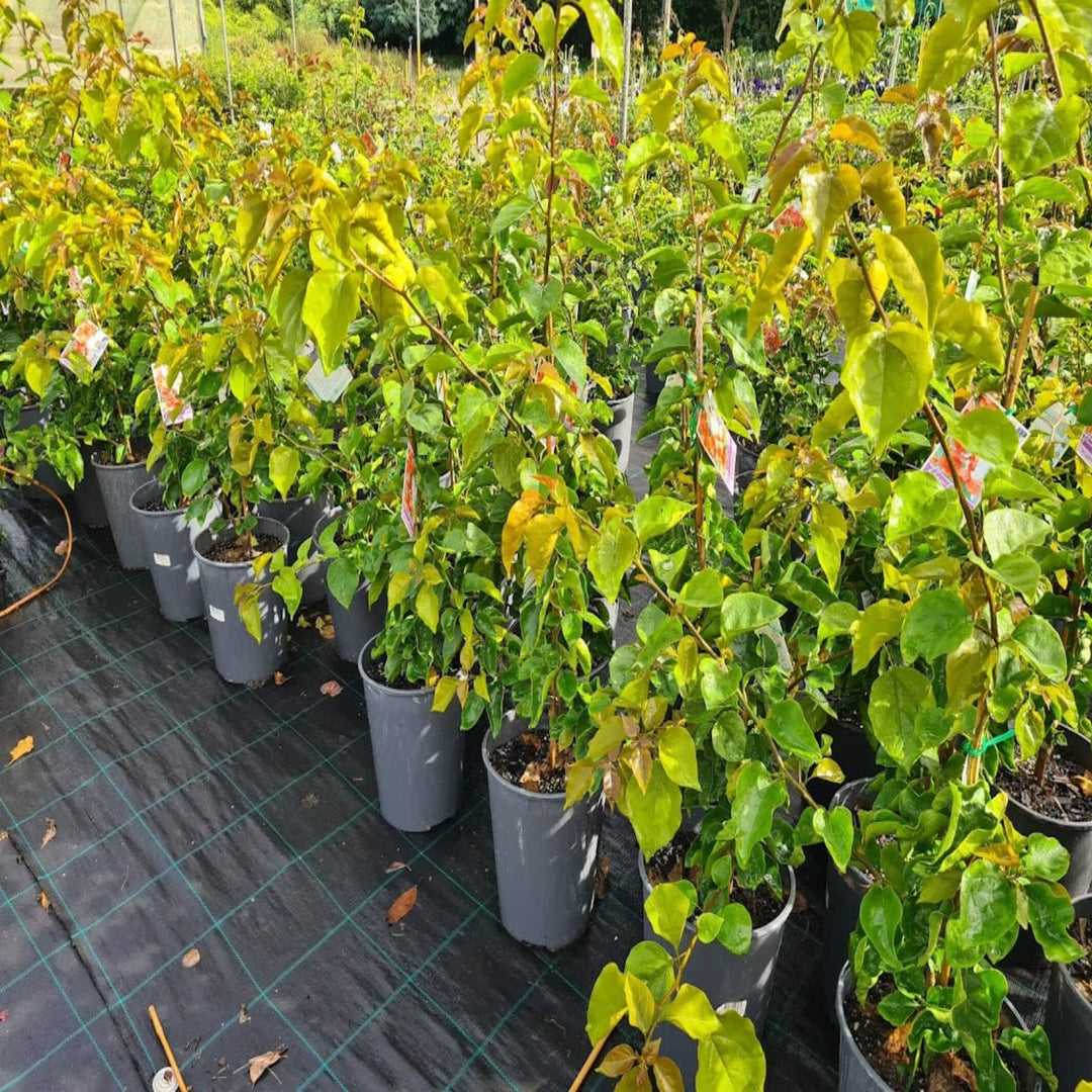 Bougainvillea Mixed 200 mm