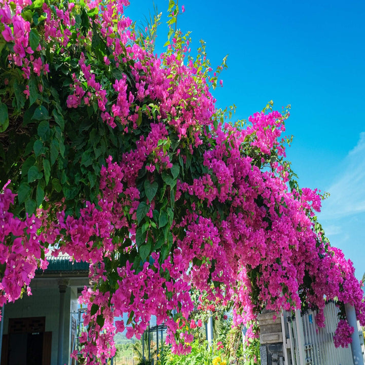 Bougainvillea Mixed 180 mm