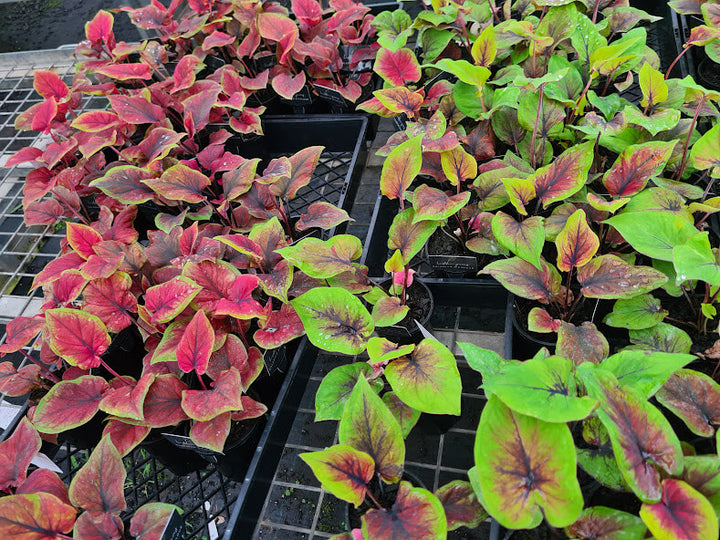 Caladium Mixed 100 mm