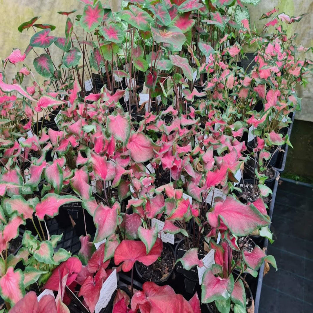 Caladium Mixed 100 mm