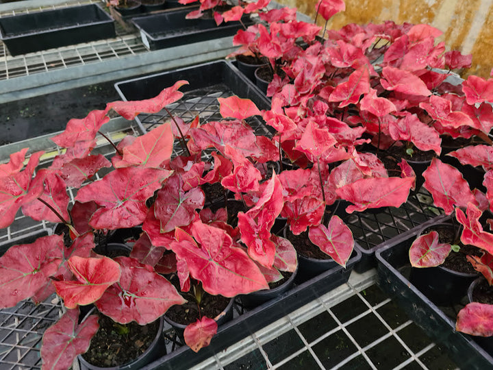 Caladium Mixed 130 mm