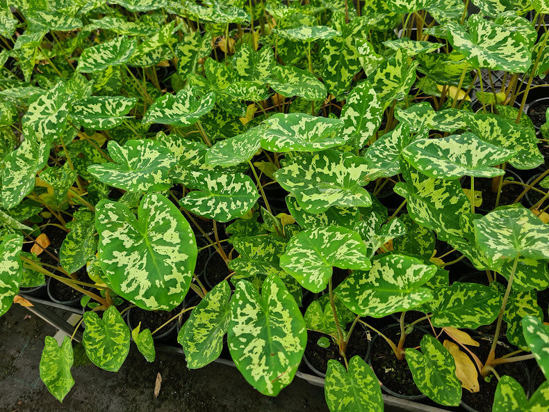 Caladium Mixed 130 mm