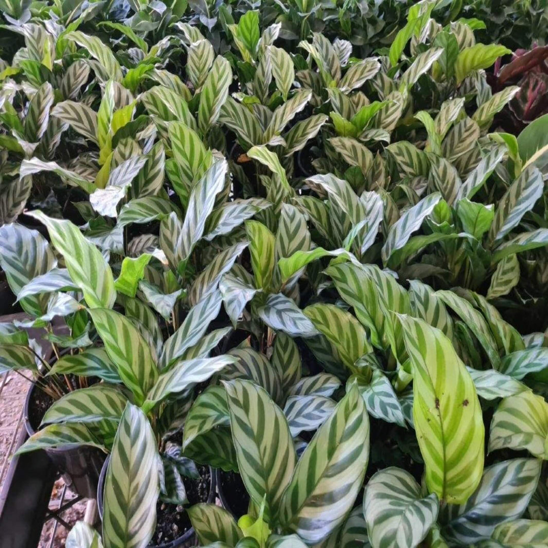 Calathea Freddy 130 mm