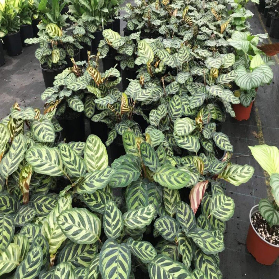 Calathea makoyana Peacock Plant 90 mm