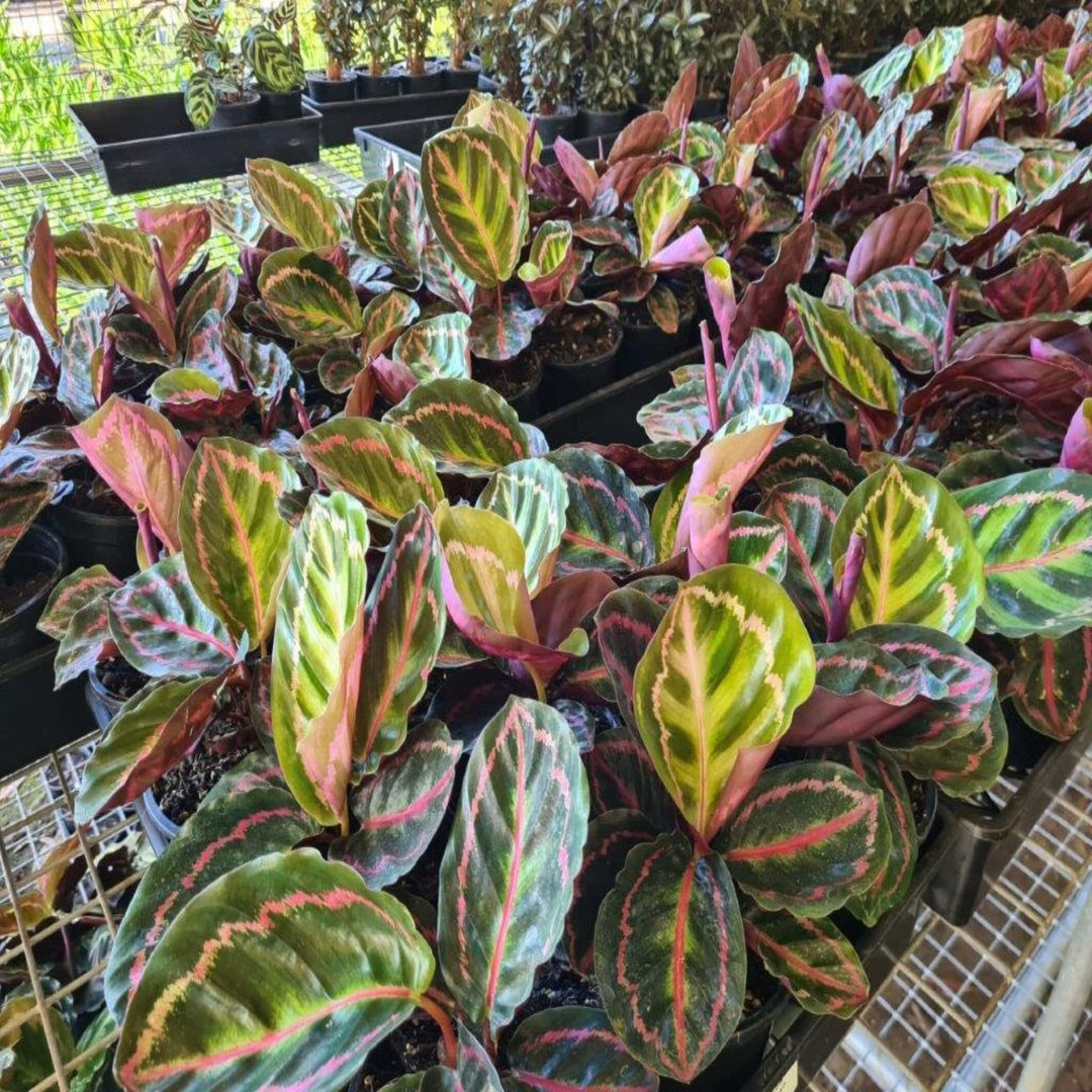 Calathea roseopicta 130 mm