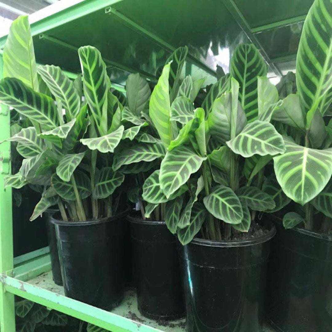 Calathea zebrina Zebra Plant 300 mm