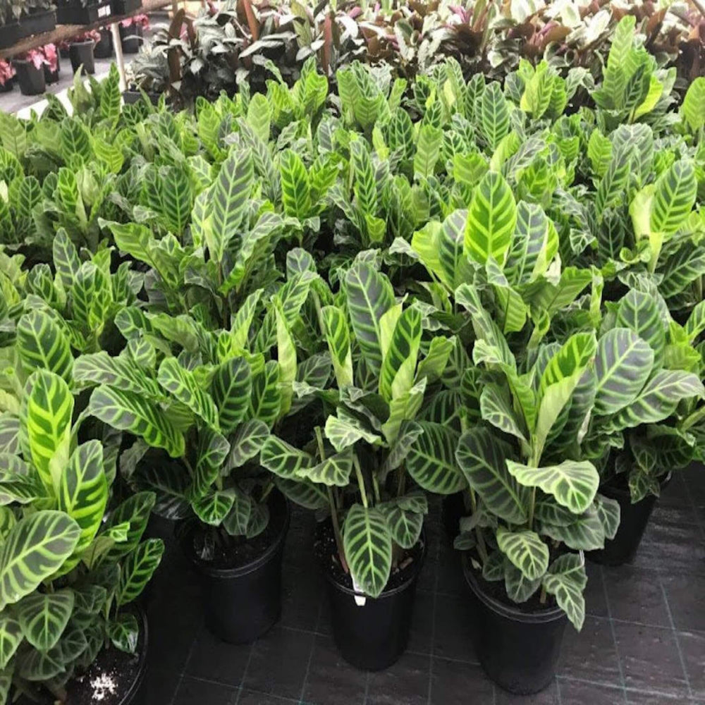 Calathea zebrina Zebra Plant 140 mm