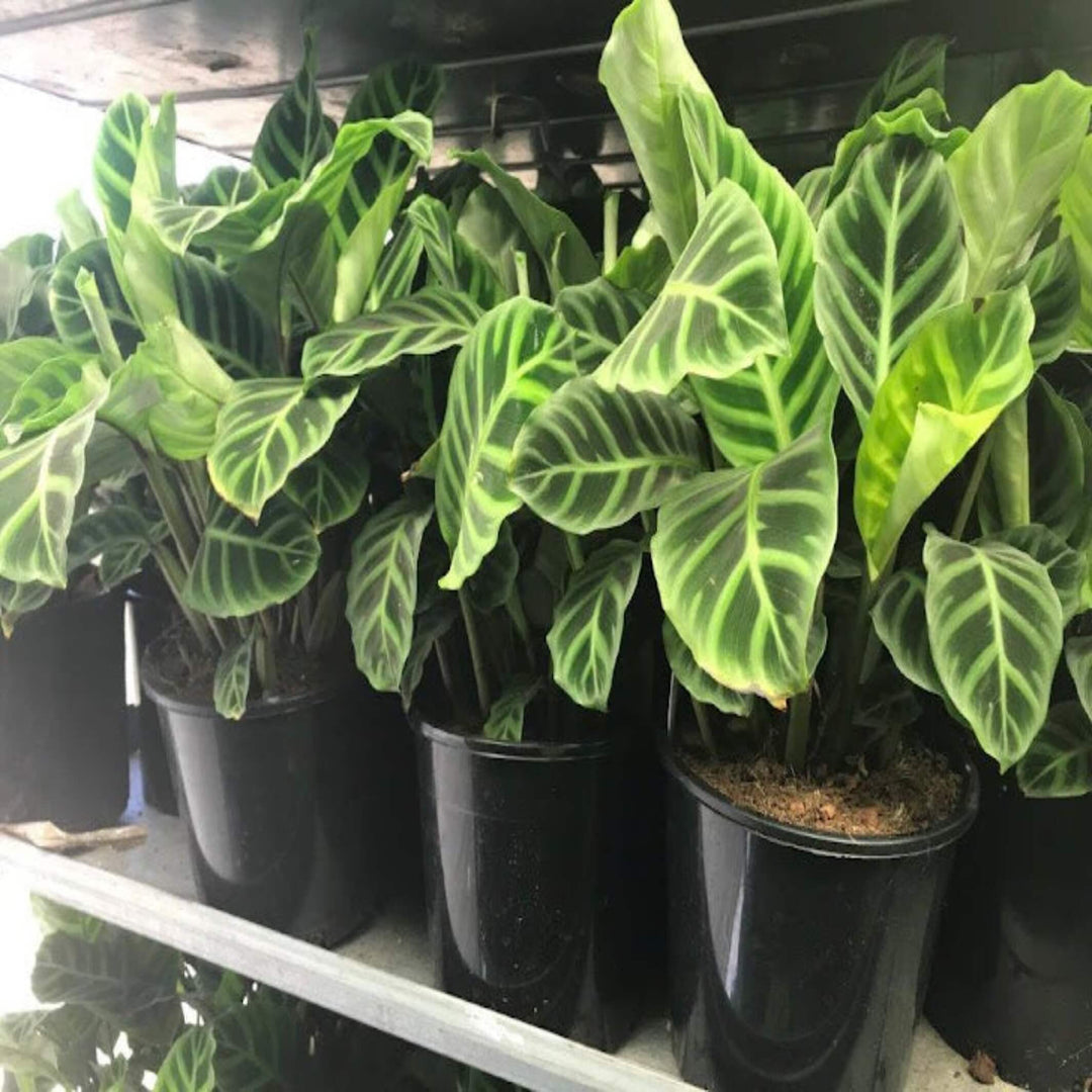 Calathea zebrina Zebra Plant 200 mm