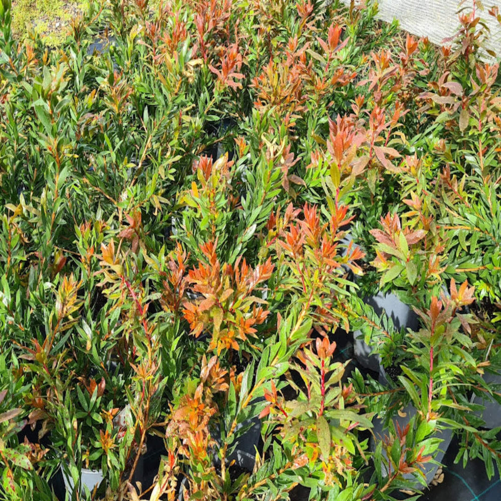 Callistemon Red Rocket 250 mm