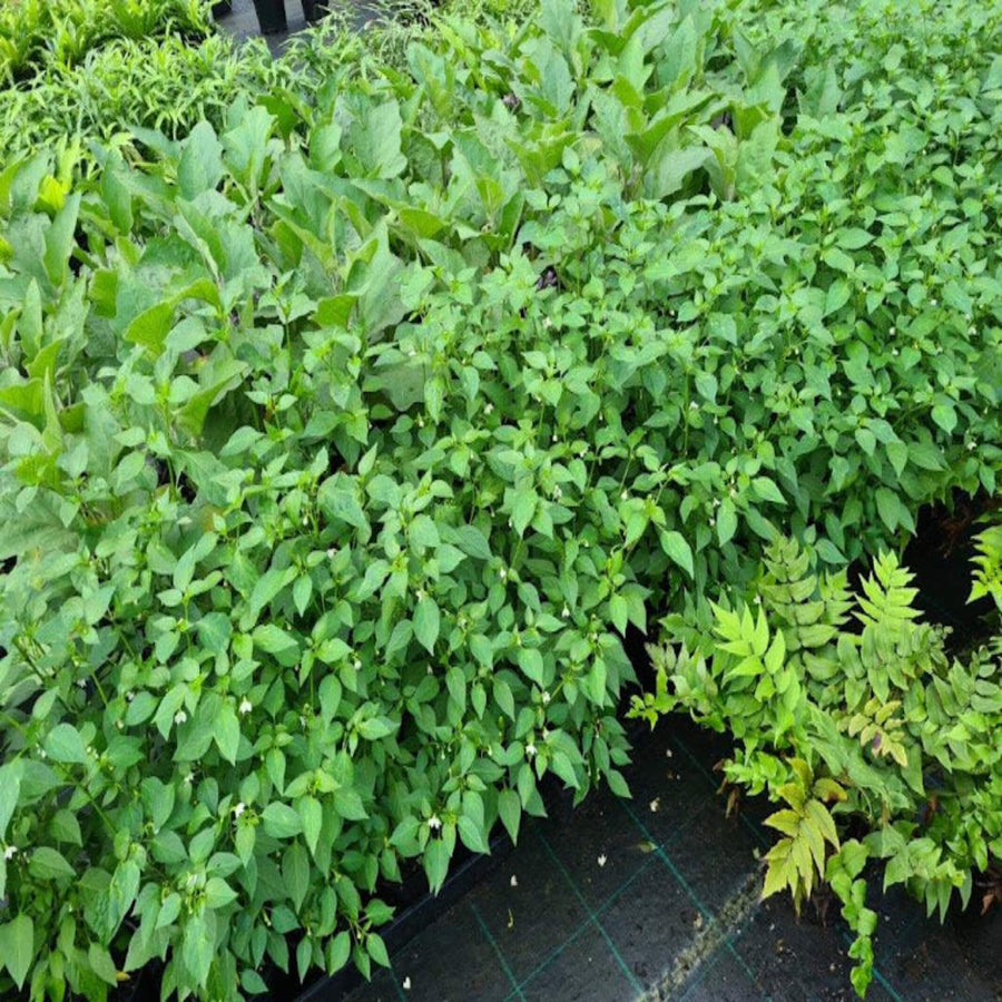 Capsicum annuum Thai Birds Eye Chilli 140 mm