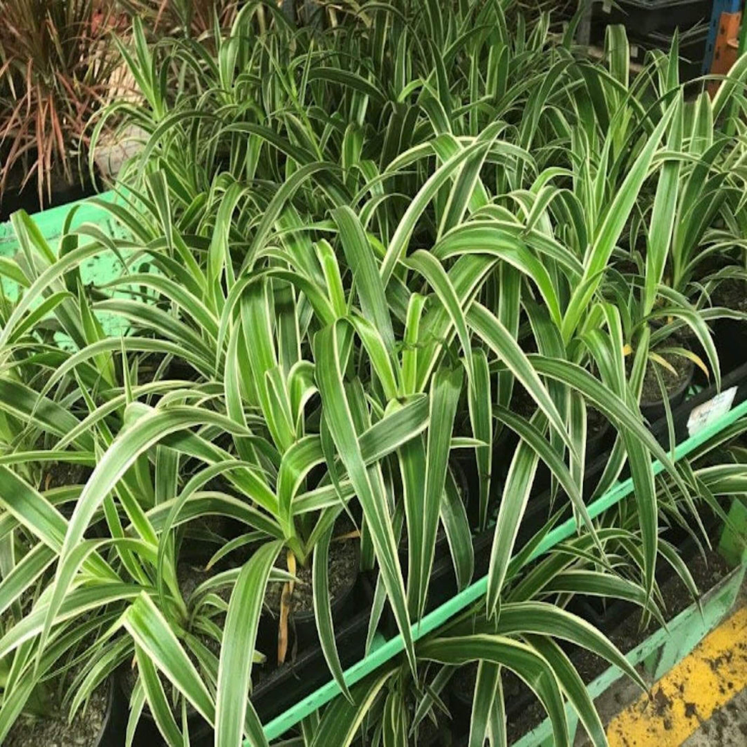 Chlorophytum Mixed 250 mm Hanger