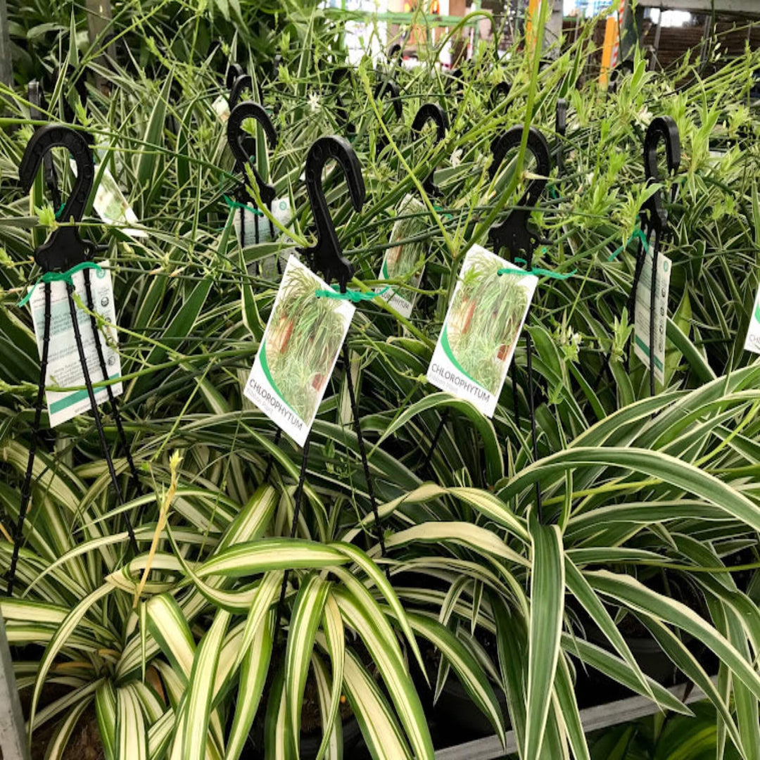 Chlorophytum Ocean Spider Plant 200 mm Hanger