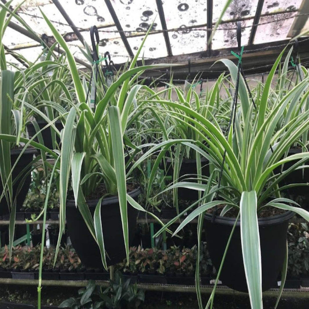 Chlorophytum Mixed 200 mm