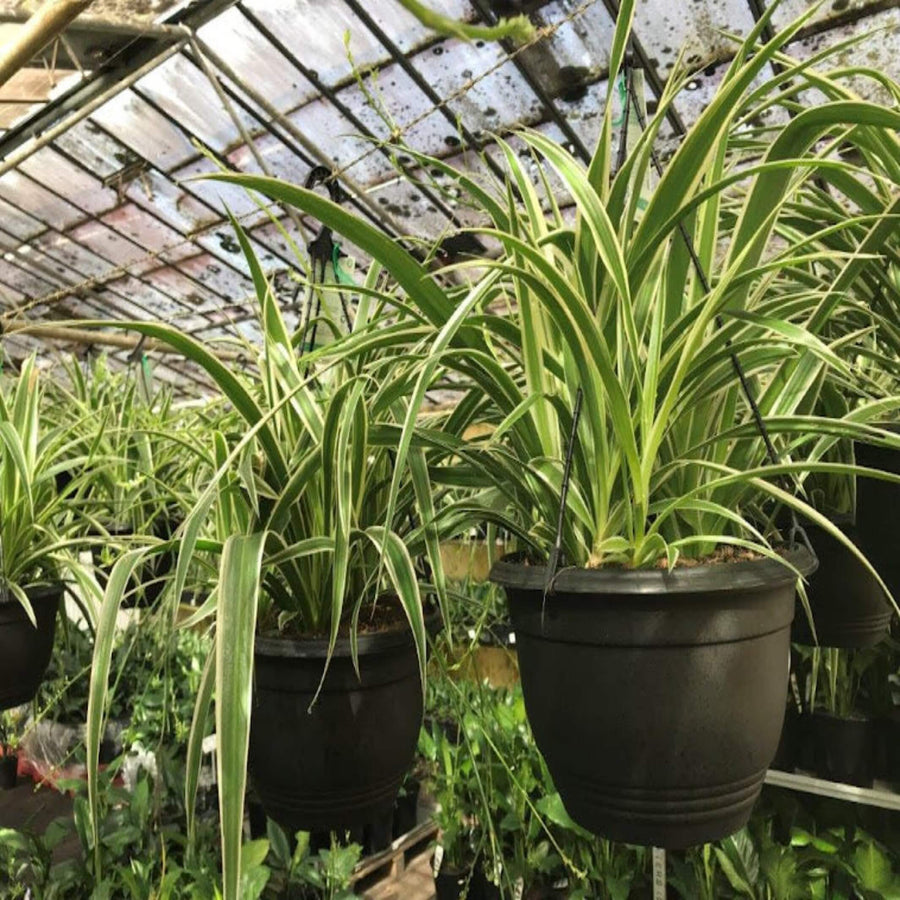 Chlorophytum Ocean Spider Plant 130 mm