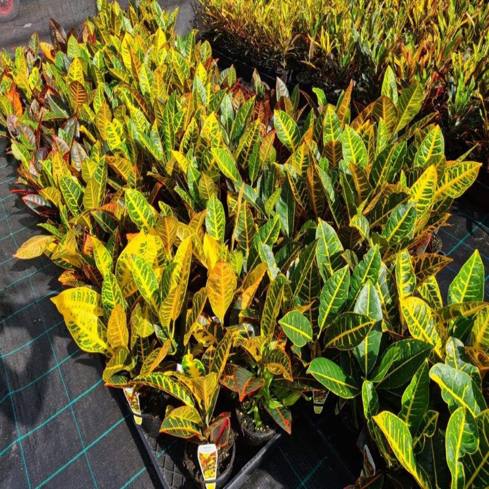 Codiaeum Mixed Croton 130 mm