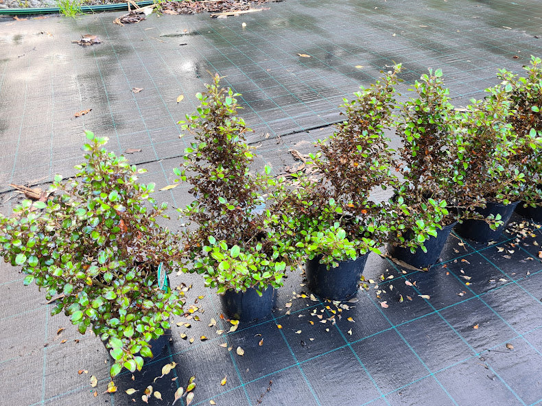 Coprosma Karo Red 200 mm