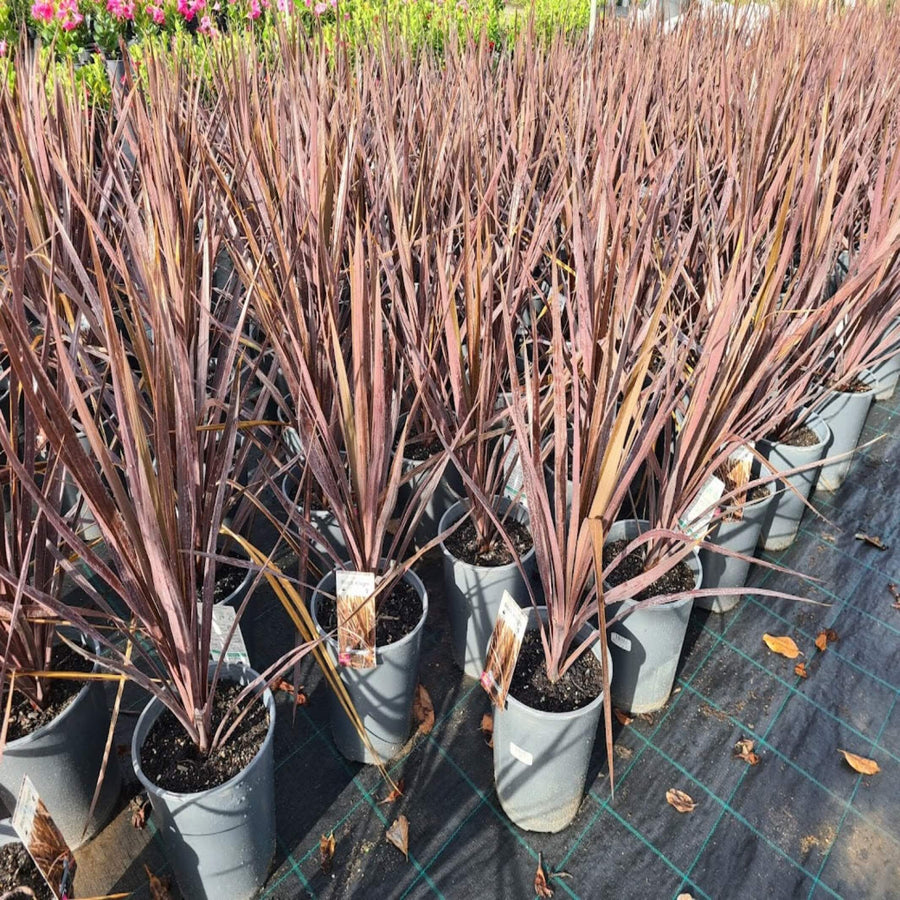 Cordyline australis Black Knight 200 mm