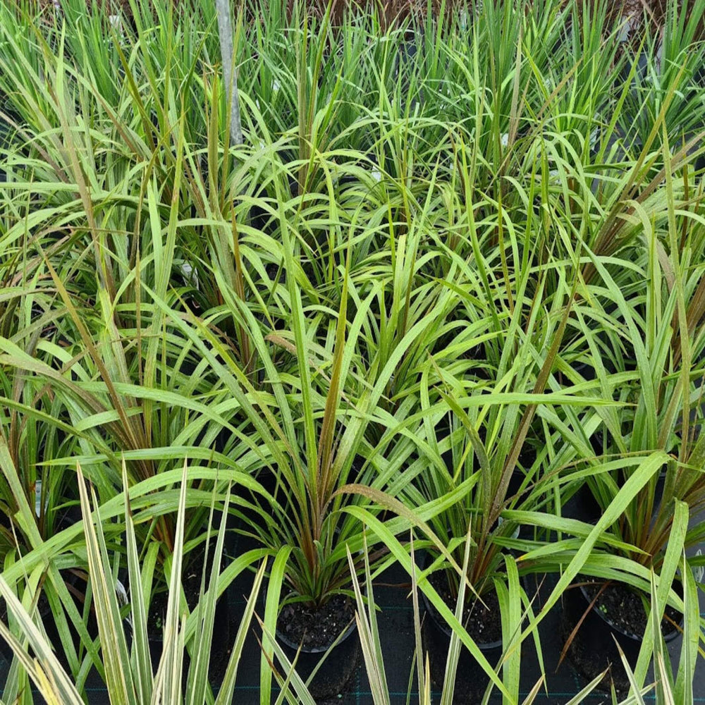 Cordyline australis Green Magic 200 mm