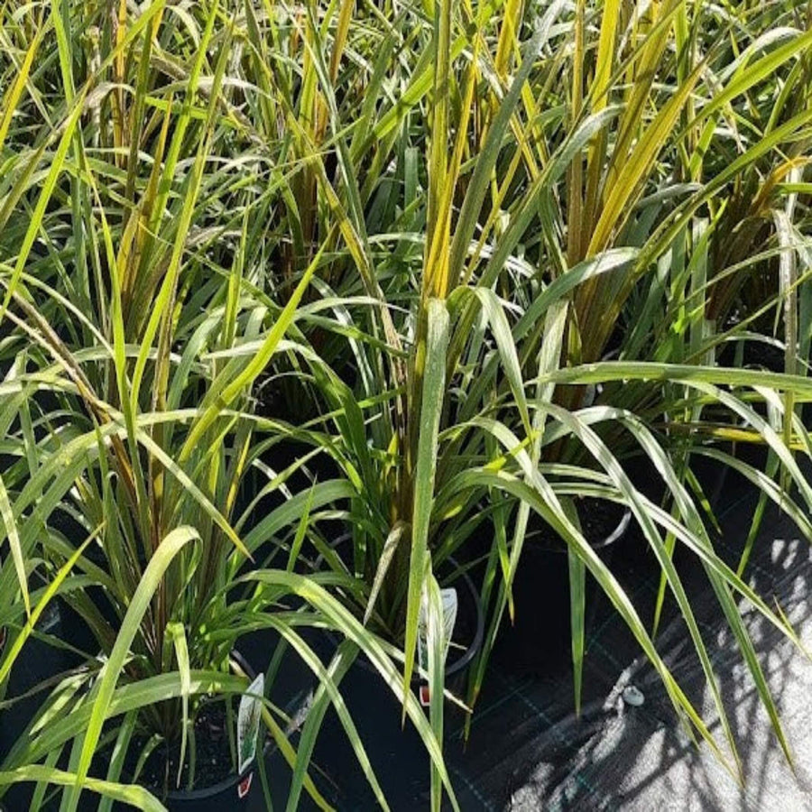 Cordyline australis Green Magic 200 mm