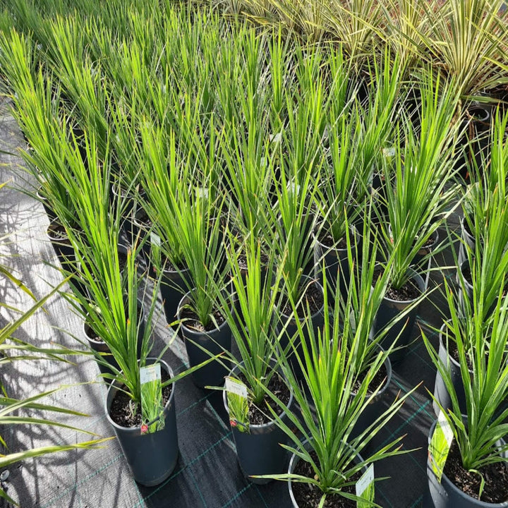 Cordyline australis Kasper Green 200 mm