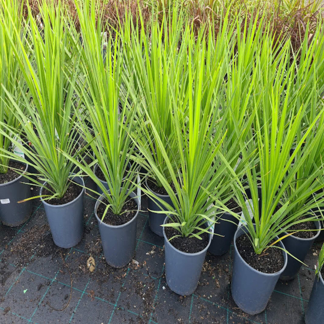 Cordyline australis Kasper Green 200 mm