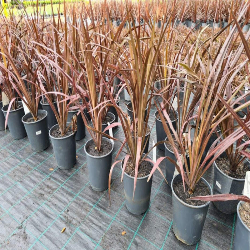 Cordyline australis 'Red Chocolate' - I Red Cabbage Tree