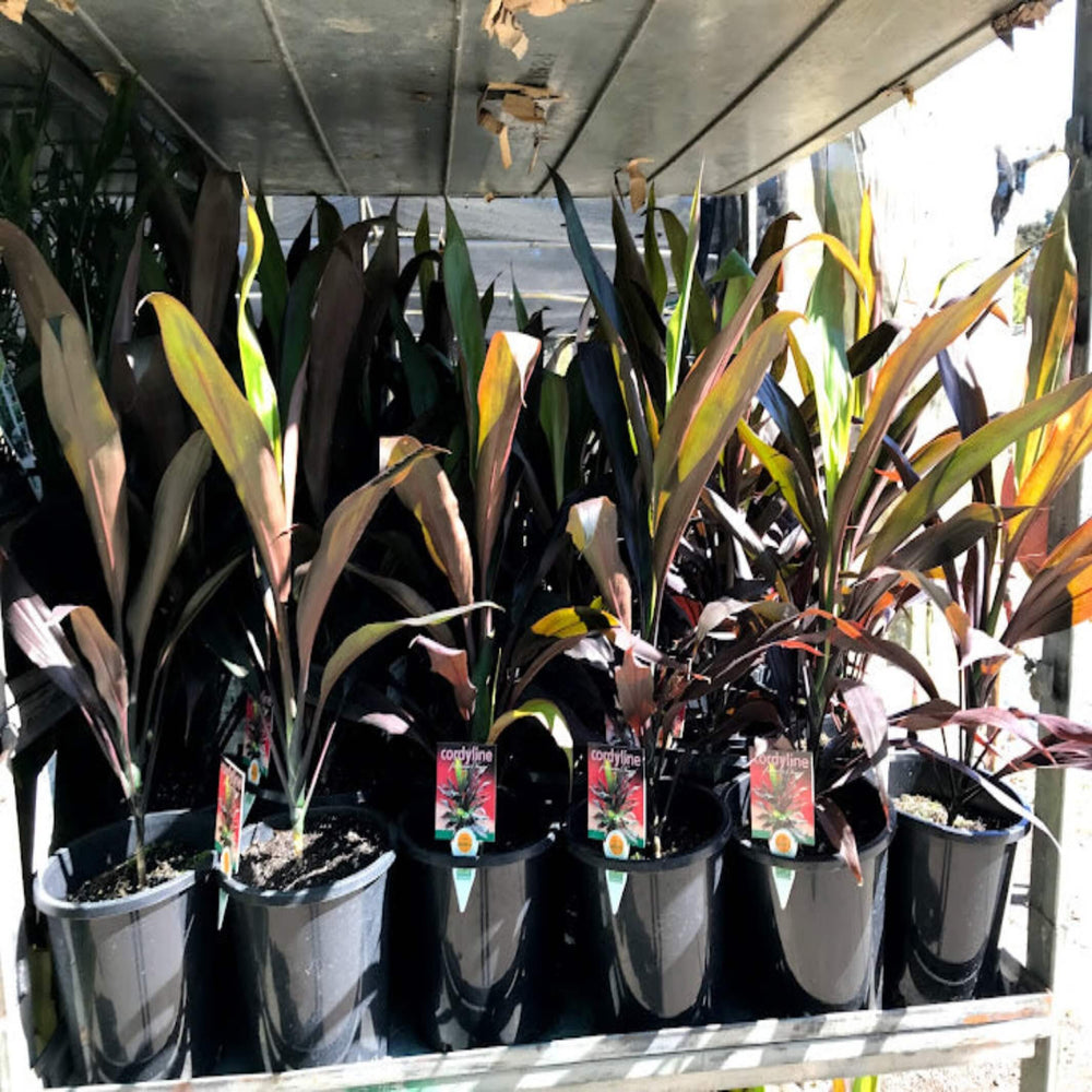 Cordyline fruticosa Negra 250 mm