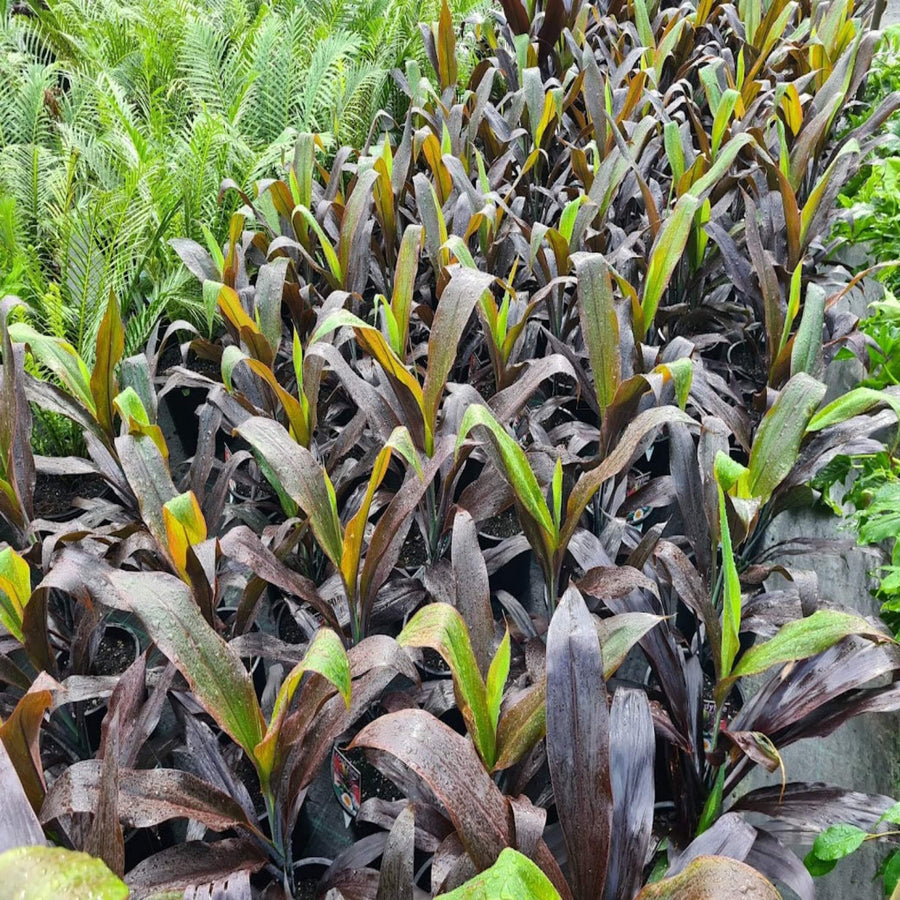 Cordyline fruticosa Negra 200 mm