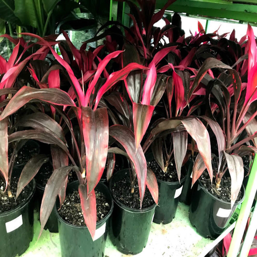 Cordyline fruticosa Red Delight 200 mm