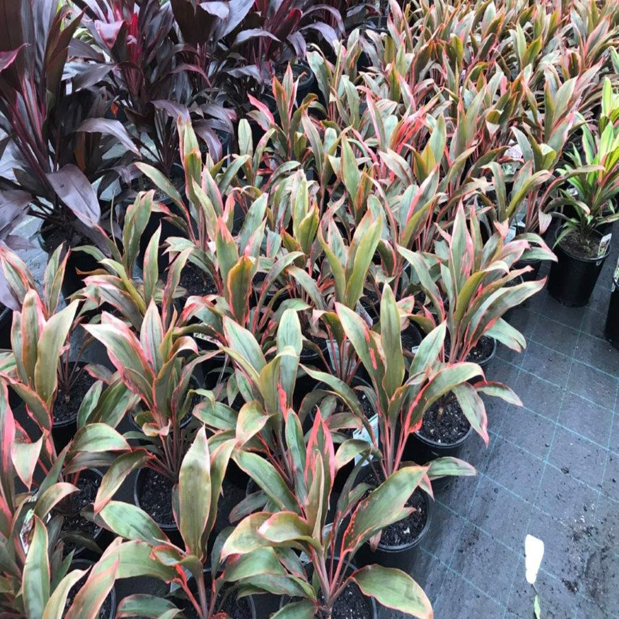 Cordyline fruticosa Tangelo 200 mm