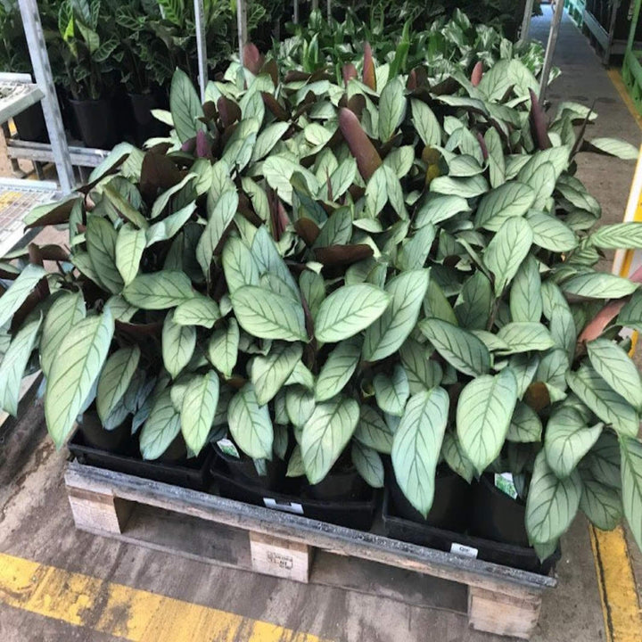 Ctenanthe Grey Star 200 mm