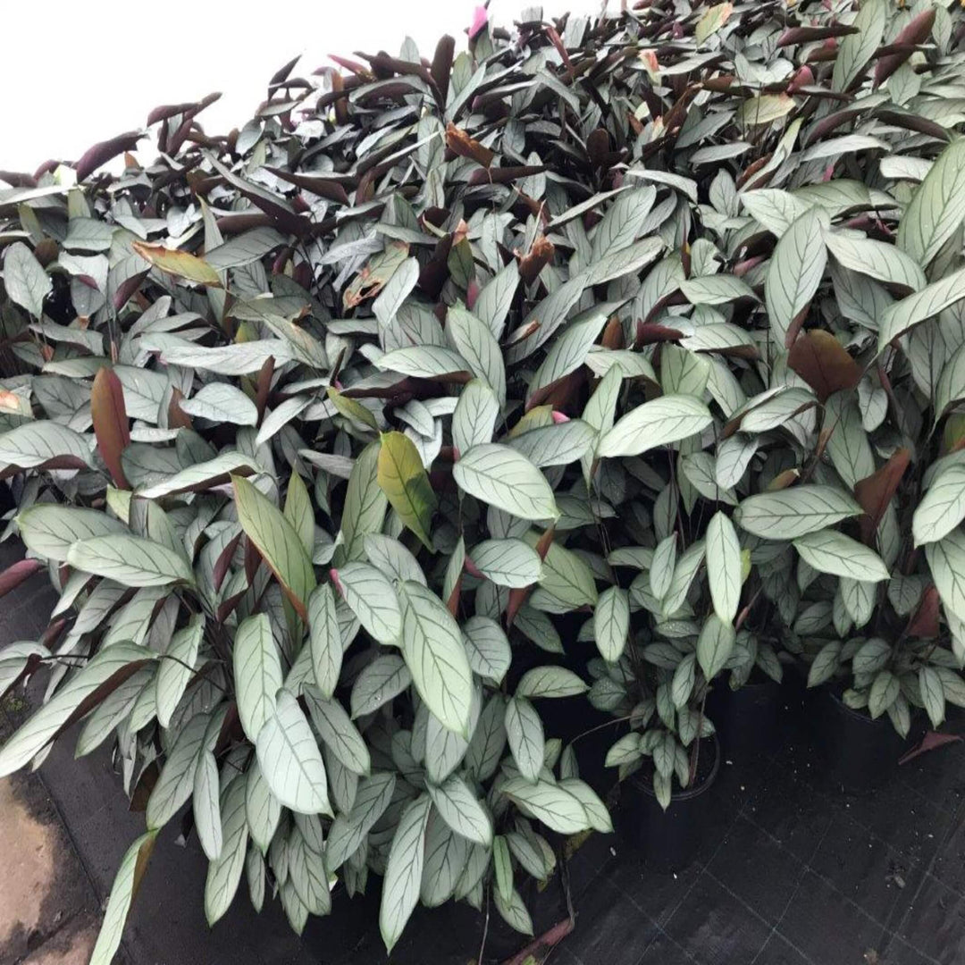 Ctenanthe Grey Star 250 mm