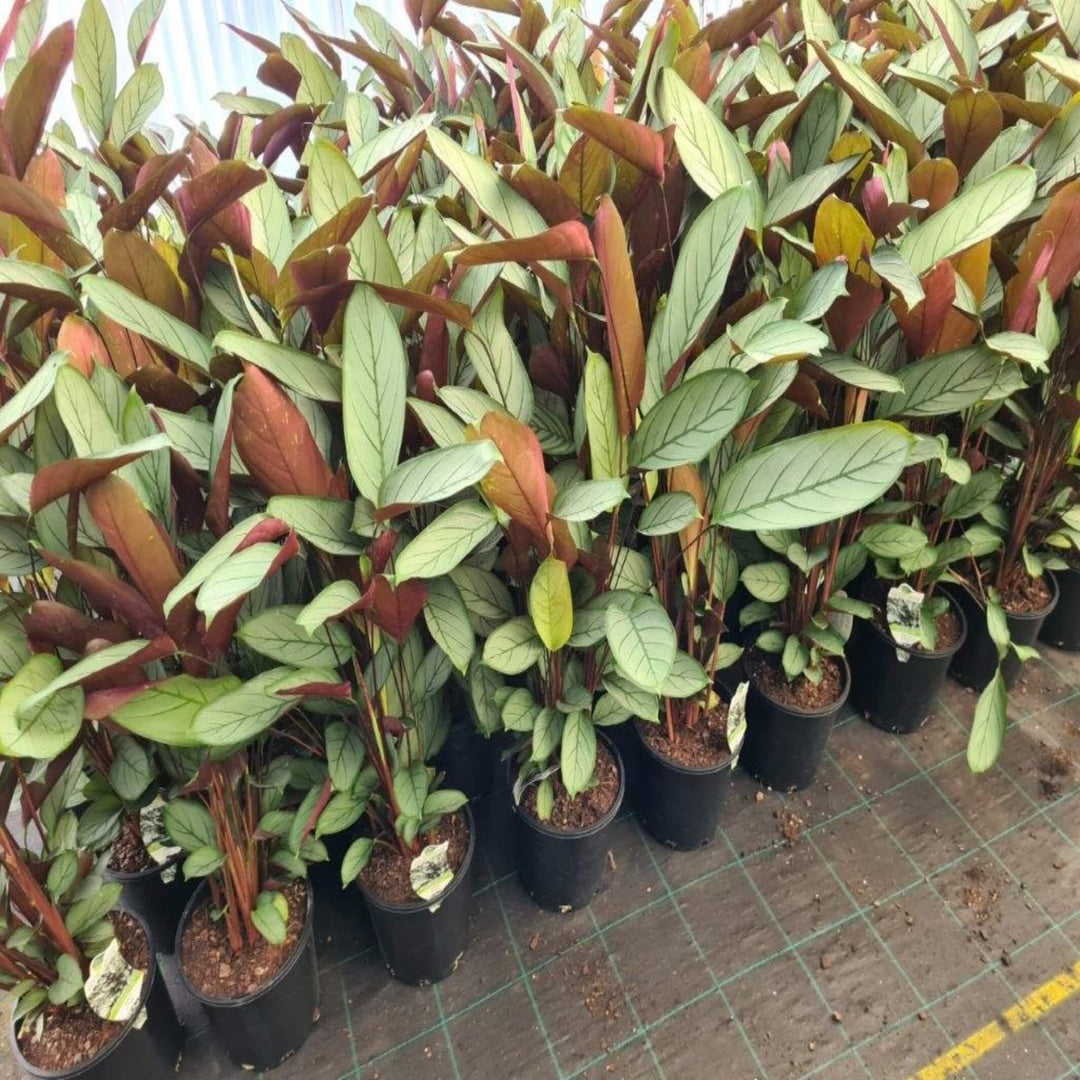 Ctenanthe Grey Star 250 mm