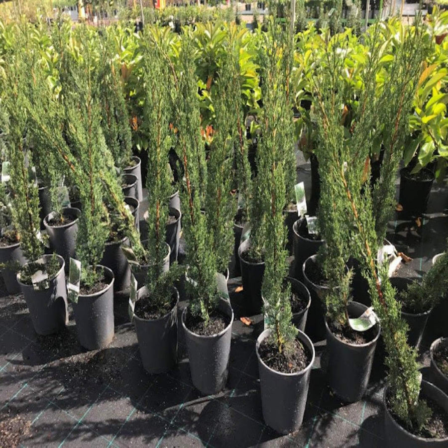 Cupressus sempervirens Glauca 200 mm