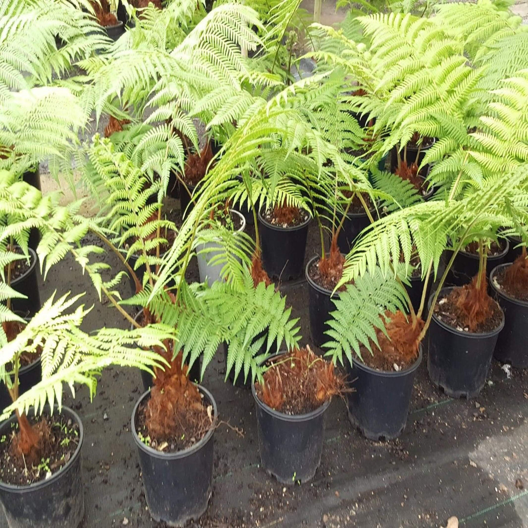 Dicksonia antarctica Size 3 61cm 90 cm Trunk