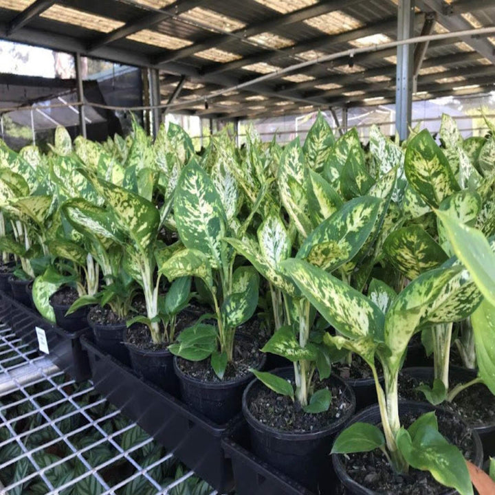 Dieffenbachia Mars 130 mm