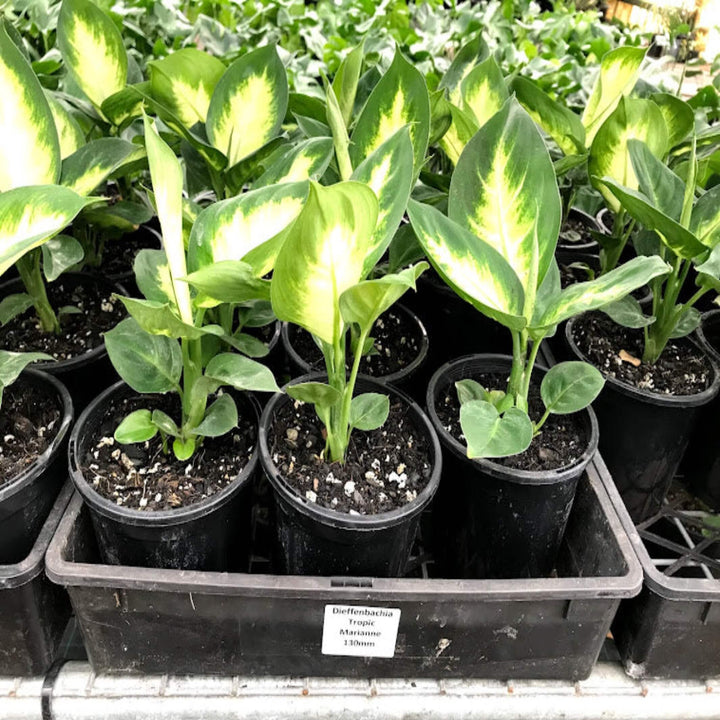 Dieffenbachia Tropic Marianne Dumb Cane 180 mm