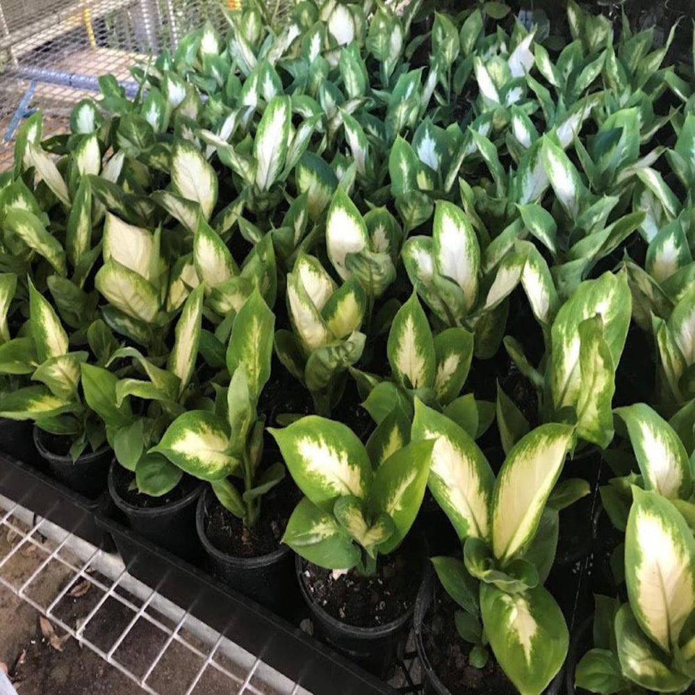 Dieffenbachia Tropic Marianne Dumb Cane 130 mm