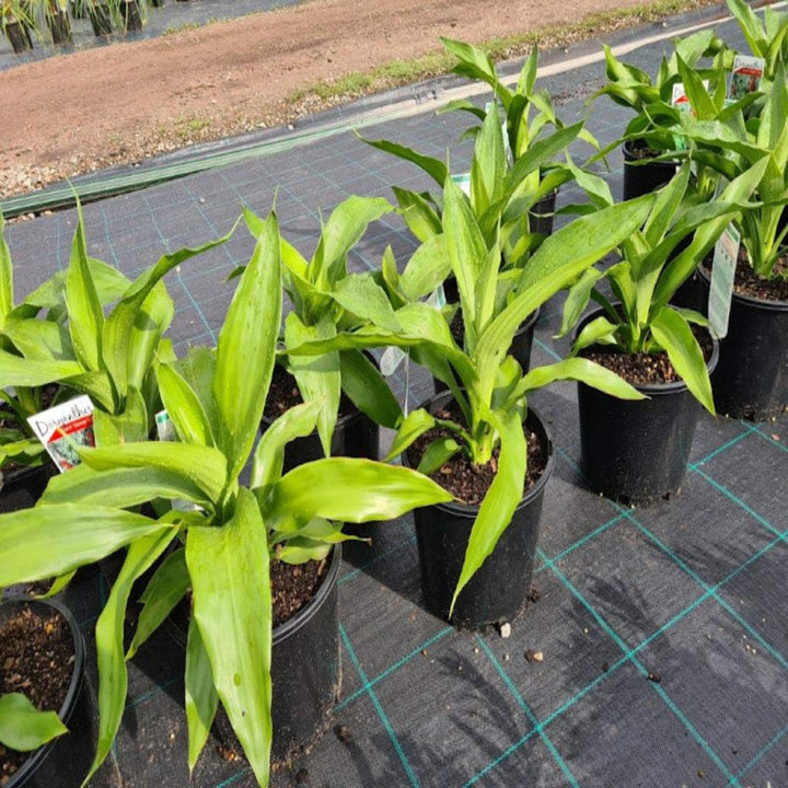 Doryanthes excelsa Gymea Lily 300 mm